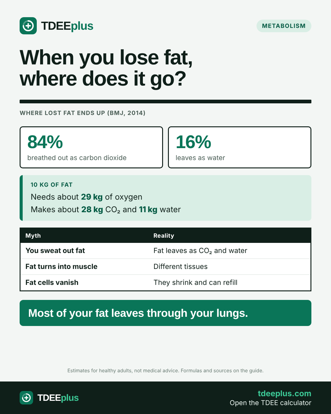 Infographic: When you lose fat, where does it go?. Most of your fat leaves through your lungs.